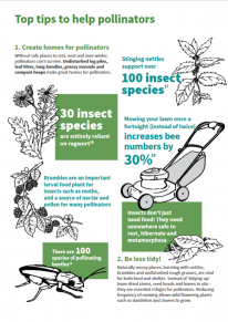 Top tips to help pollinators: 1. Create homes; 2, Be less tidy! Top tips to help pollinators: 1. Create homes; 2, Be less tidy!